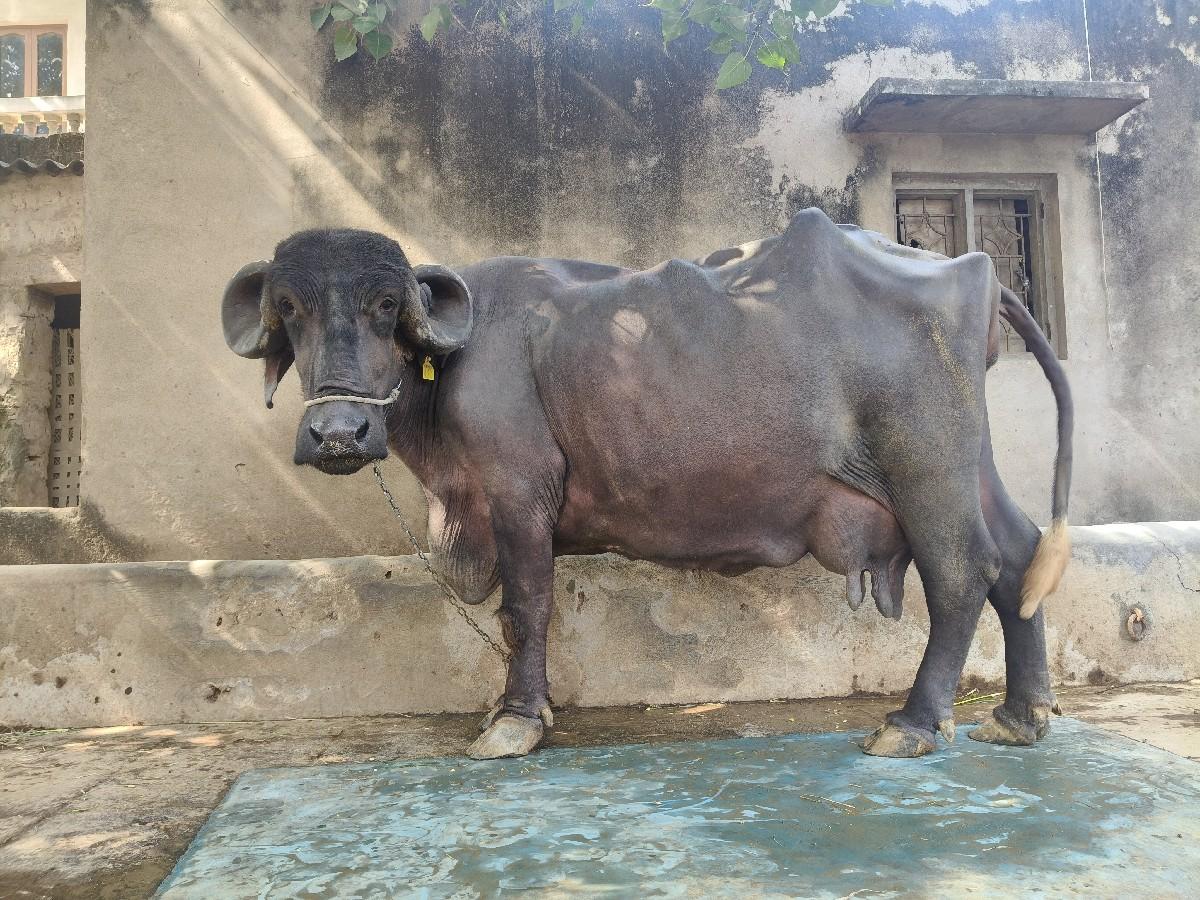 ભેંસ વેસવાની છે