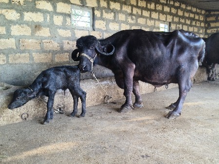ભેંસ વેચવાની છે