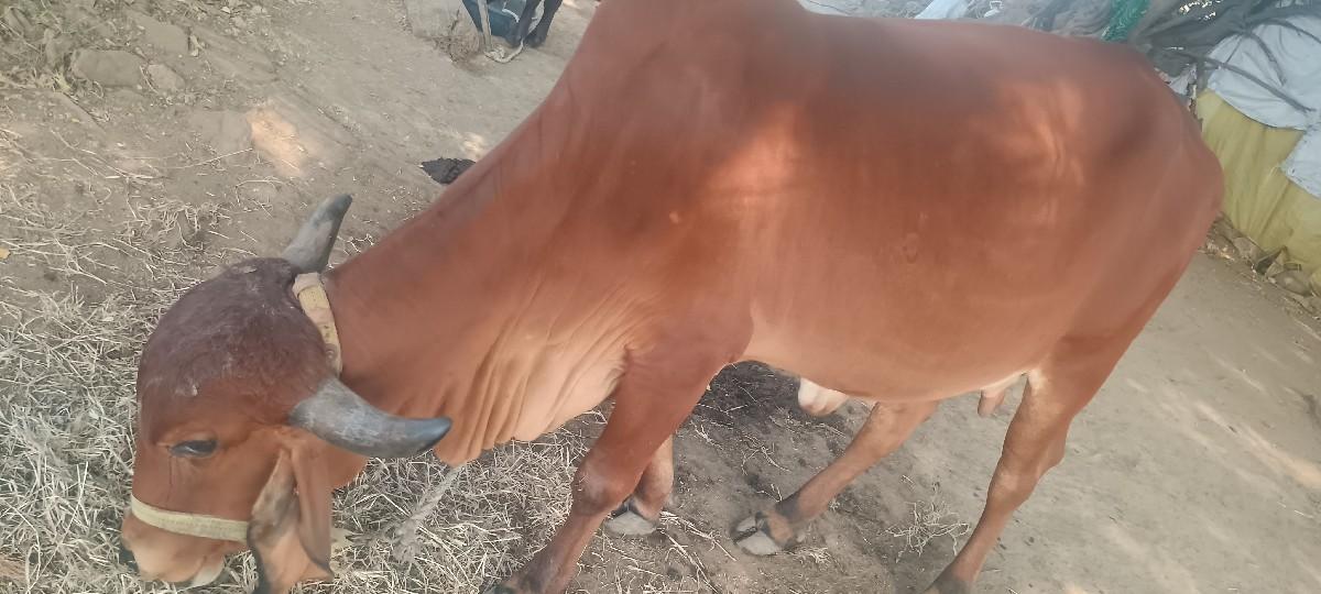 થંબનેલ 2