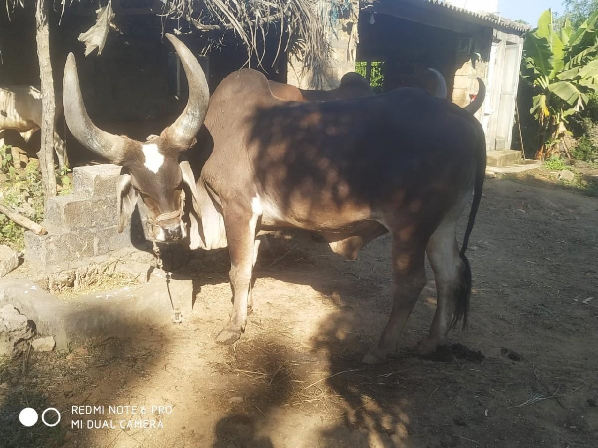 थंबनेल 2