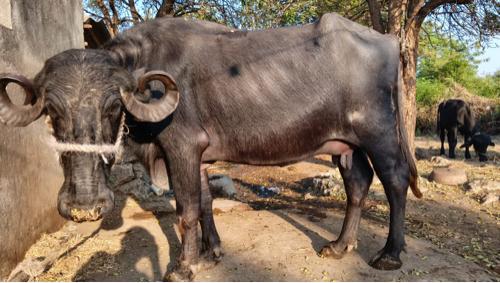 થંબનેલ 2