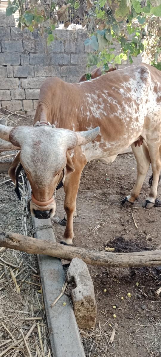 સાટા કરવા ના છે