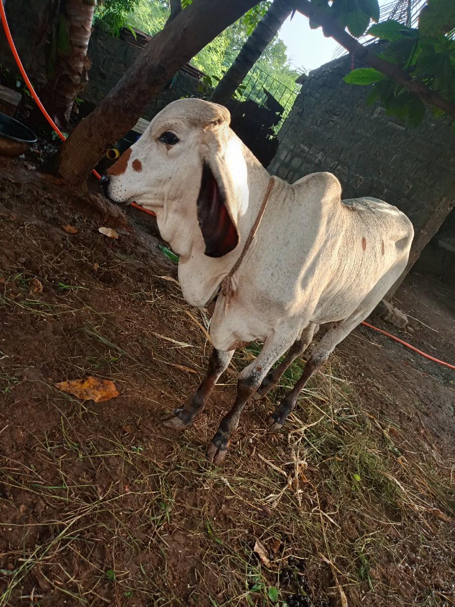 थंबनेल 3