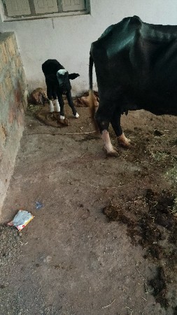 ભેંસ વેચવાની છે સાટે પાડવાના છે