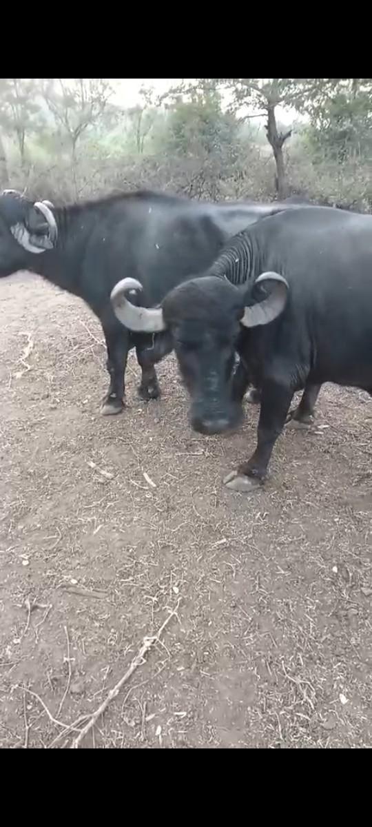 બે ભેંસો વેચવાની બેય હારે આપવાની