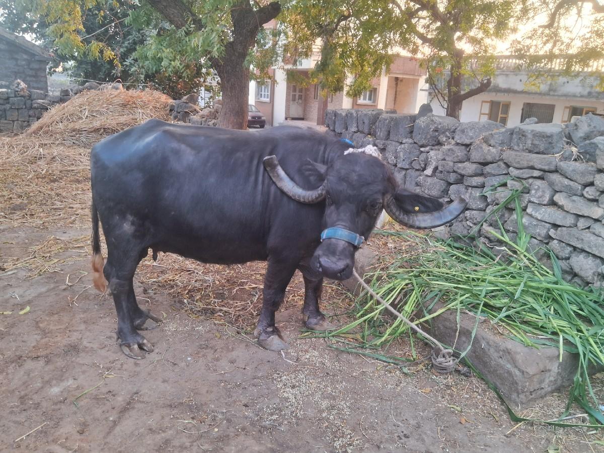 थंबनेल 6