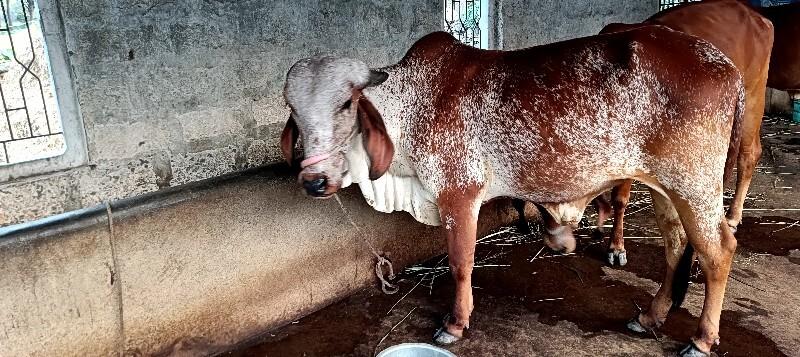 થંબનેલ 2