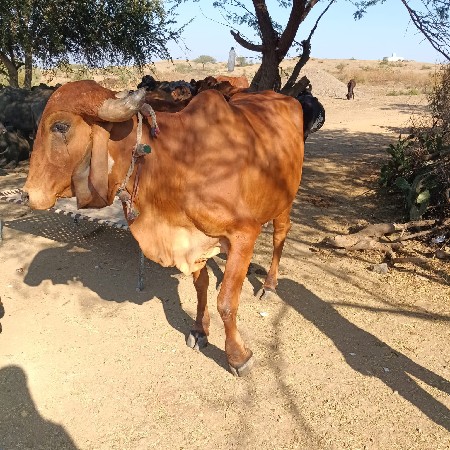 થંબનેલ 3