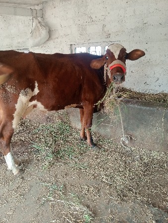 ગાય વેચવાની છે