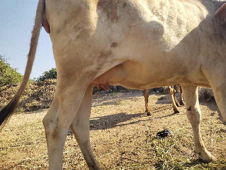 ગાય વેચવાની છે