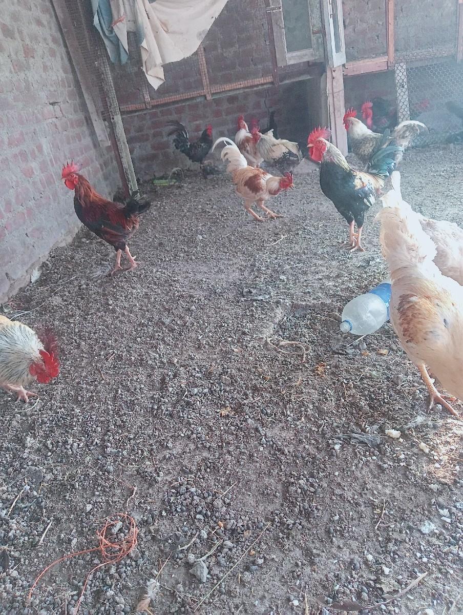 થંબનેલ 2