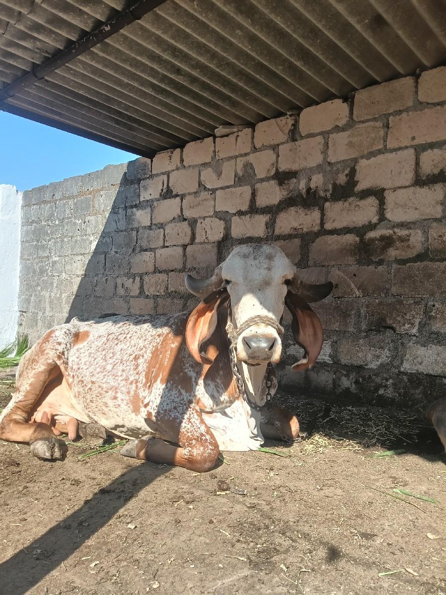 थंबनेल 3