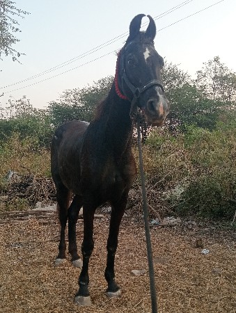 ધોડી વેસવાની છે