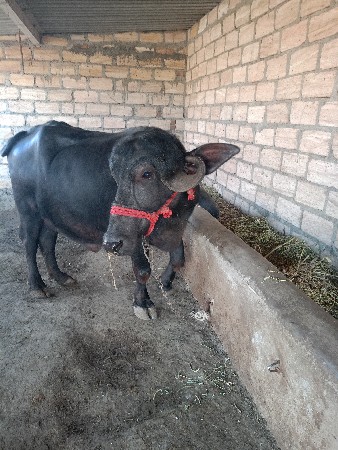 જાફરાબાદી ખડેલી વેચવા ની છે