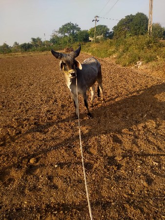 થંબનેલ 2