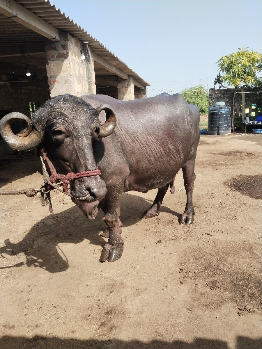 ભેંસ વેચવાની છે