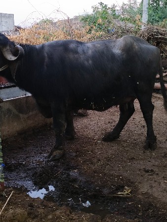 થંબનેલ 3