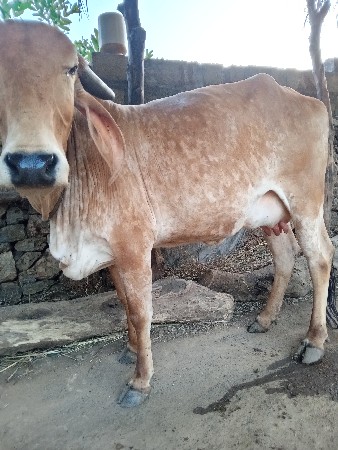 થંબનેલ 3