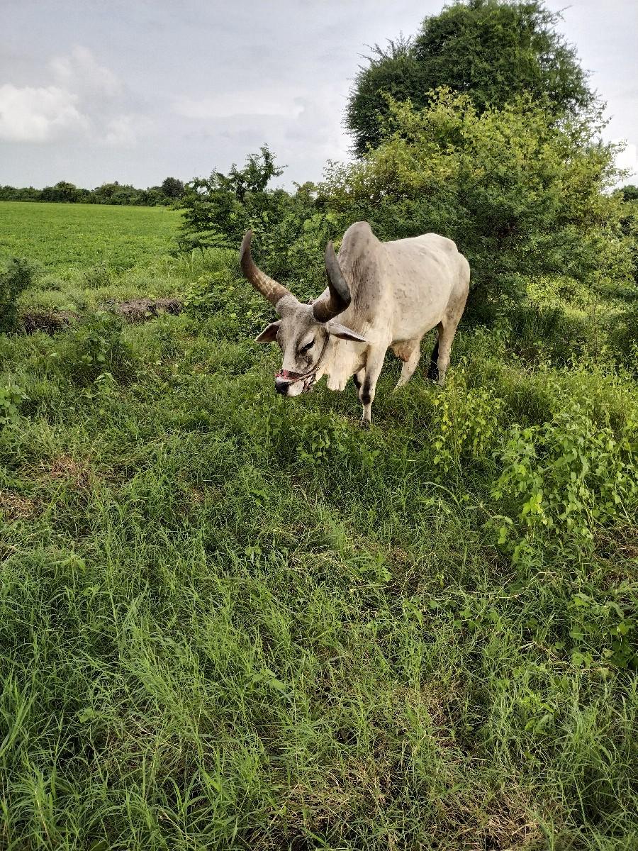 બરધ વેશવાં નાં સે