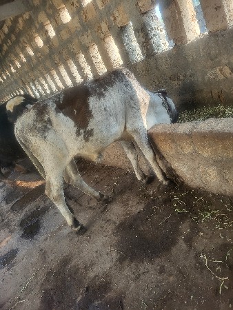 થંબનેલ 3