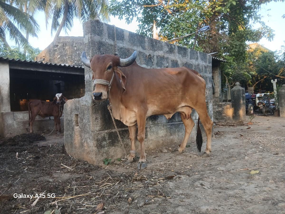 ગાય વેચવાની છે