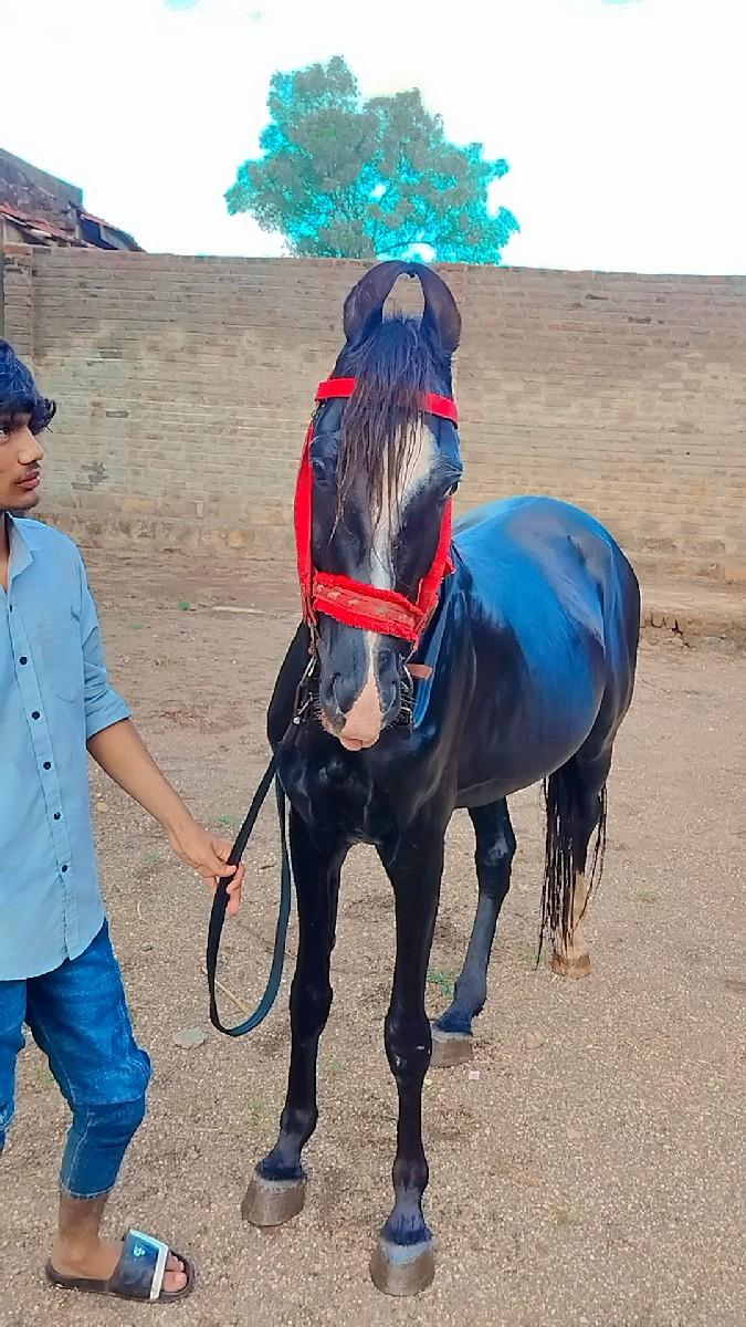 थंबनेल 2