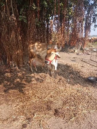 થંબનેલ 2