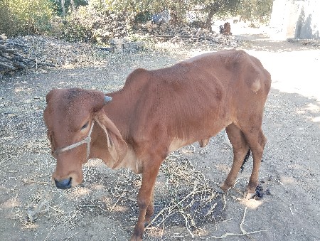 થંબનેલ 2