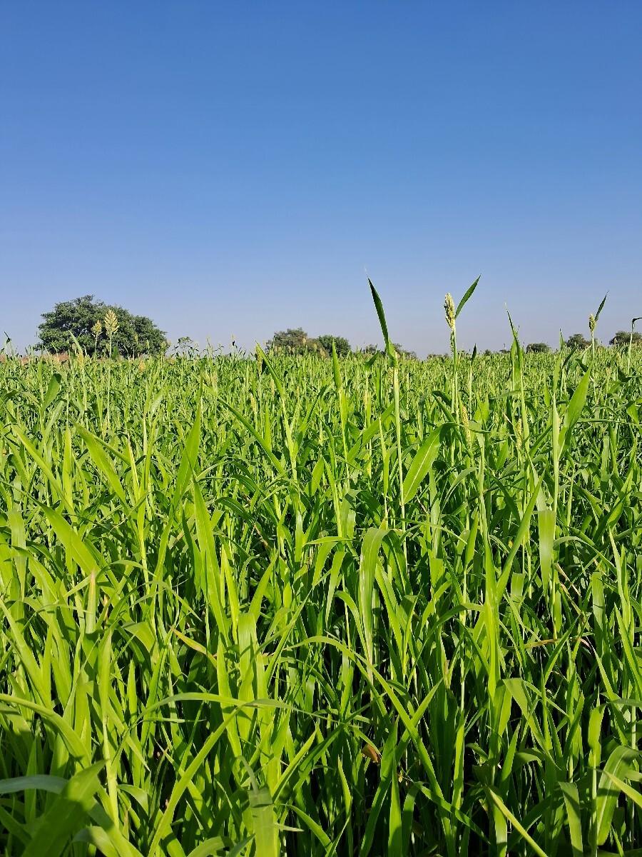 લીલી જુવાર