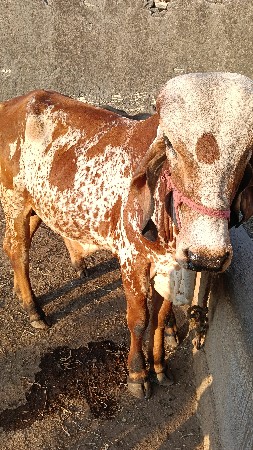 થંબનેલ 3