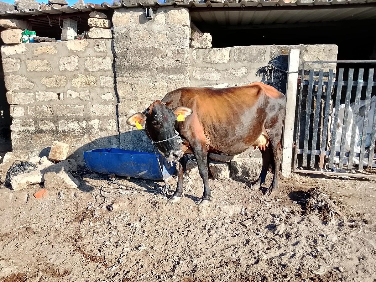 થંબનેલ 2