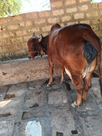 થંબનેલ 2