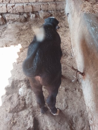 થંબનેલ 3