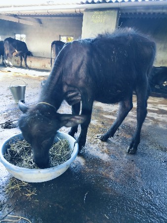 પાડો વેચવાનો છે