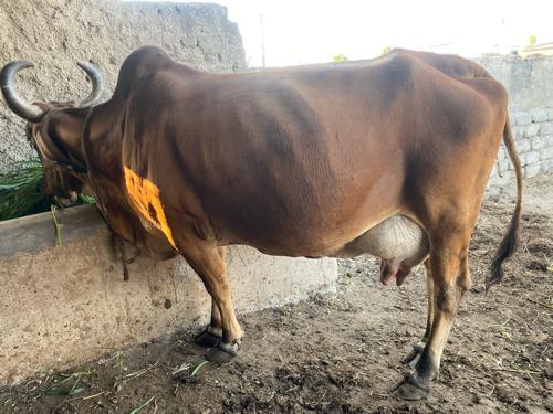 થંબનેલ 3