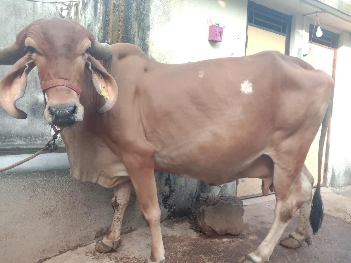 થંબનેલ 3