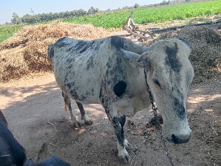 થંબનેલ 3