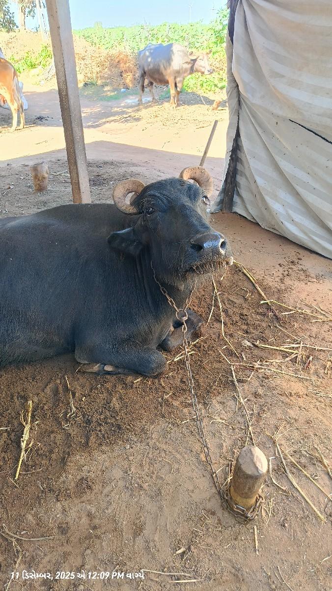 थंबनेल 3