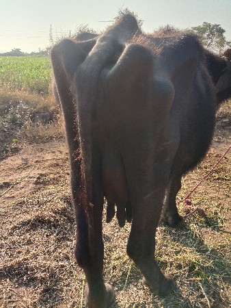 થંબનેલ 2