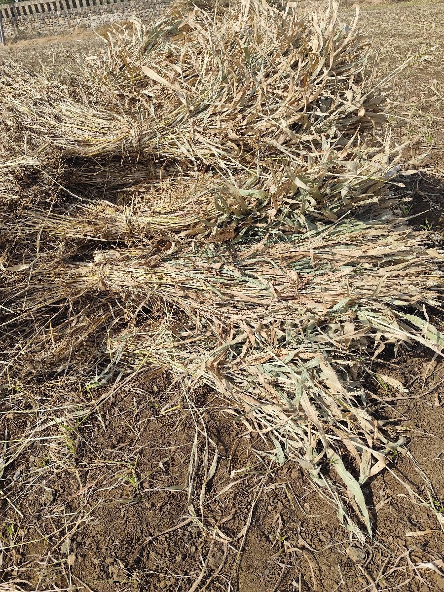 લીલવણીની સાર