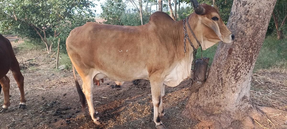 થંબનેલ 2