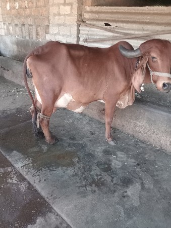 थंबनेल 3