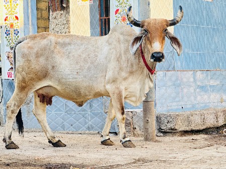 થંબનેલ 2