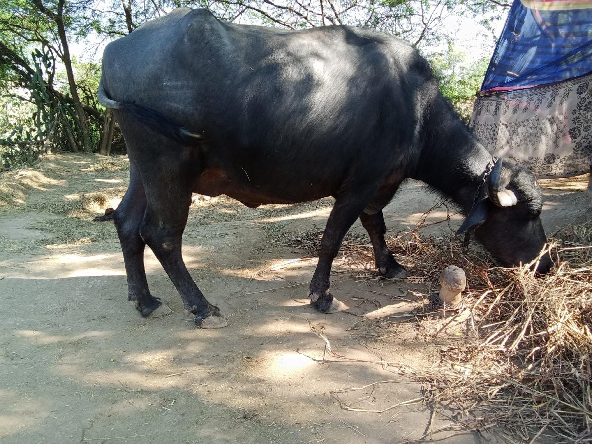 બીજા વેતરની કરેલી વેચવાની છે