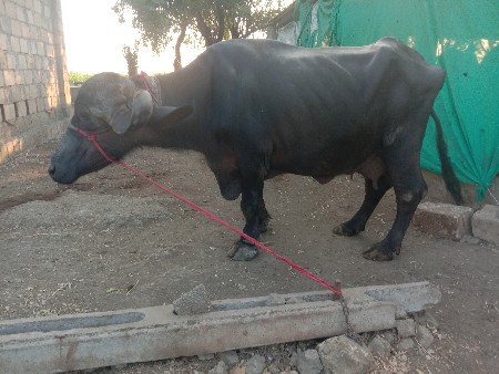 ત્રીજુ વેતર વ્યાસે