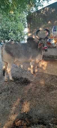 થંબનેલ 2