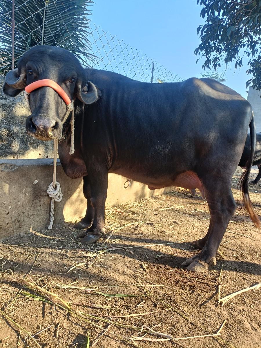 થંબનેલ 3