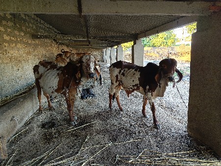 ગાય આપવાની છે