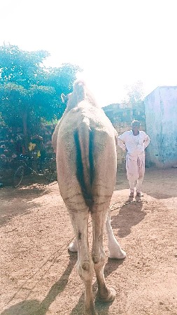 થંબનેલ 3