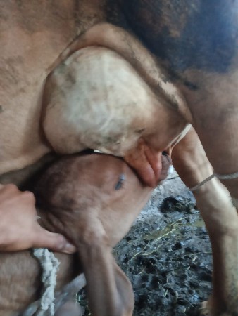 ગાય વેચવાની છે પાંચ લિટર દૂધ